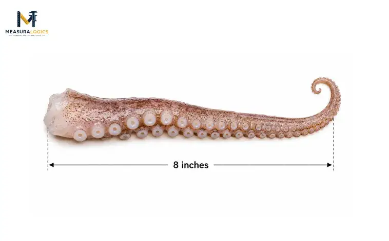 A baby octopus's arm