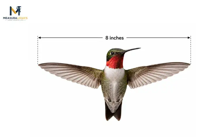 A hummingbird's wingspan